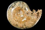Polished Ammonite Fossil - Madagascar #133240-1